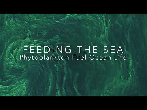 “feeding The Sea” – Fyfd