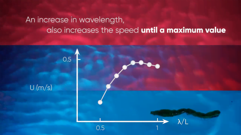 By having the robot swim with different wavelengths and amplitudes, researchers can work out how these variables affect an eel&#039;s swimming.