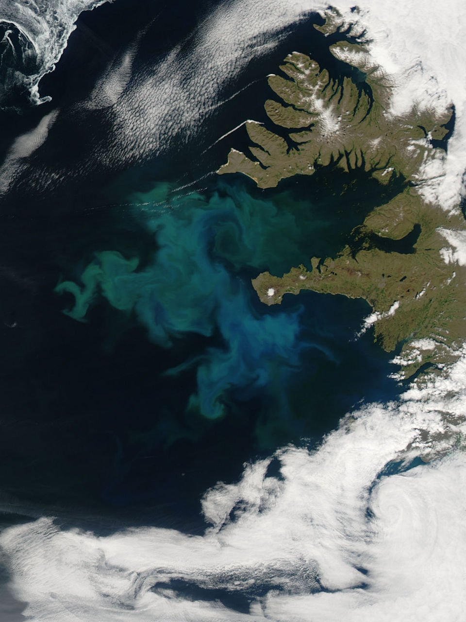 Phytoplankton in Bloom