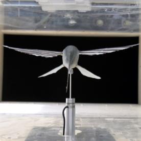 Flying Fish Aerodynamics