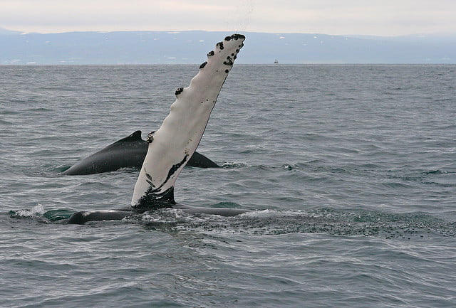 Tubercles and Turbines