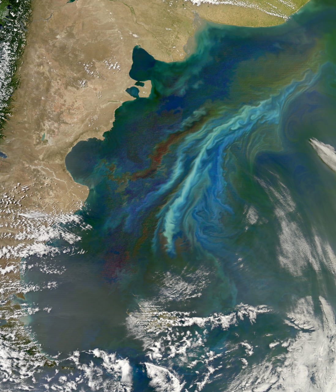 Turbulent Phytoplankton Eddies