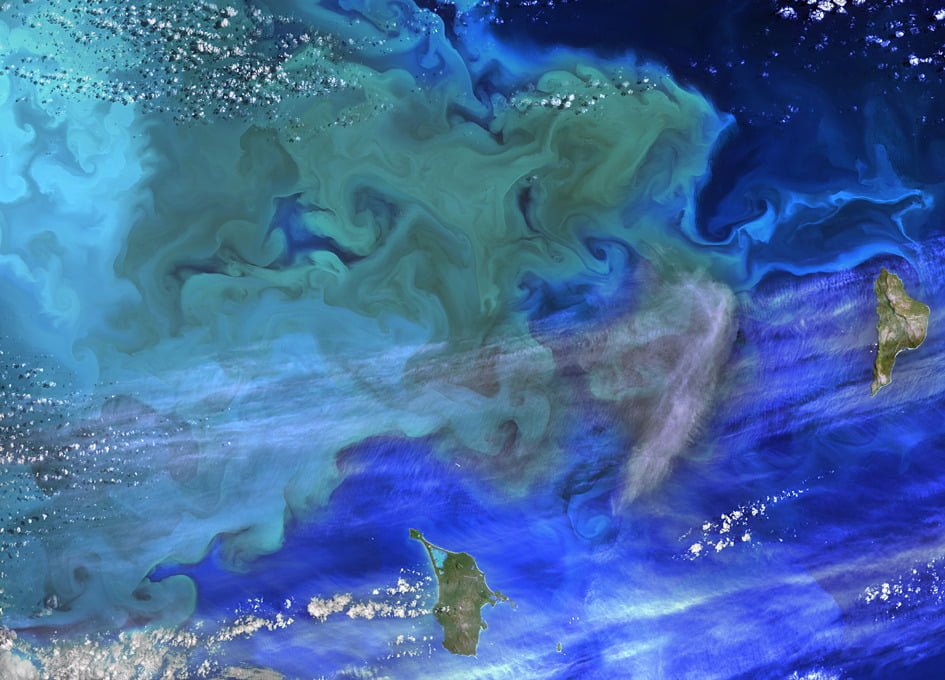 Phytoplankton Bloom