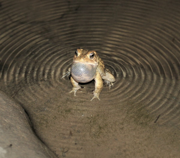 Singing Toads