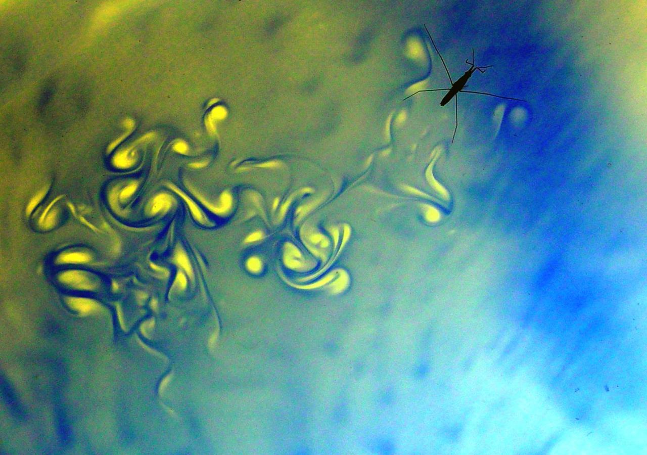 Rowing Water Striders