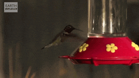 Hovering Hummingbirds