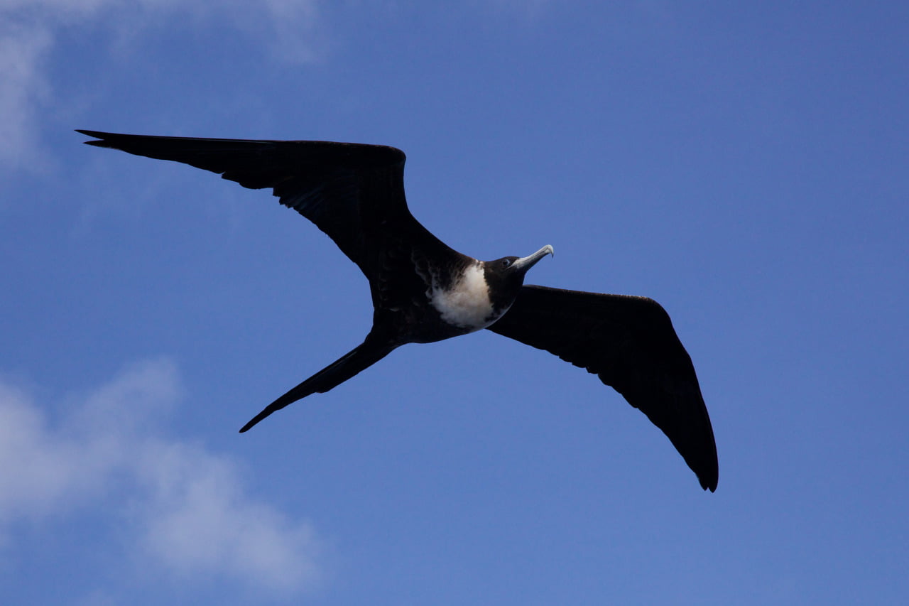 The Seabird That Can’t Get Wet