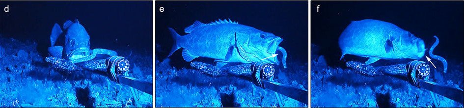 Hagfish Escape Mechanisms