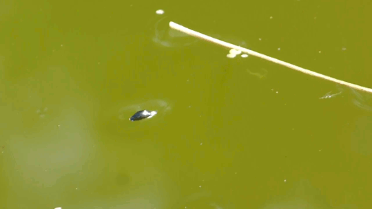 Breaking the Wave Speed Limit