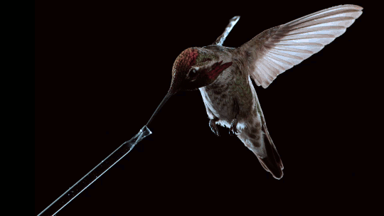 How Hummingbirds Drink