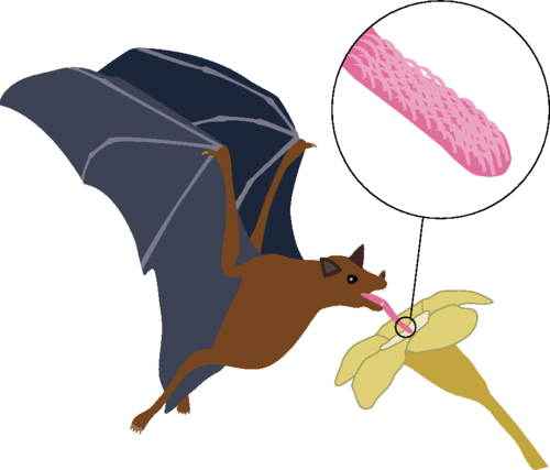 Hairy Tongues Help Bats Drink