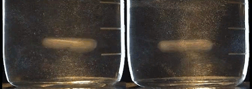 Two images of stirring bars or "fleas" spinning in a beaker