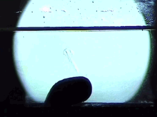 The Livers of Our Rivers