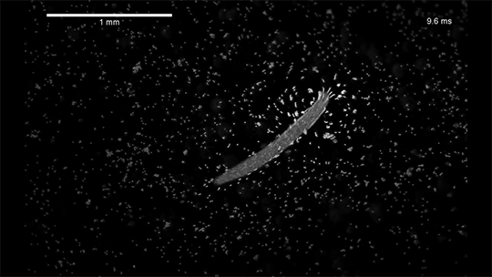 Communication Between Microswimmers