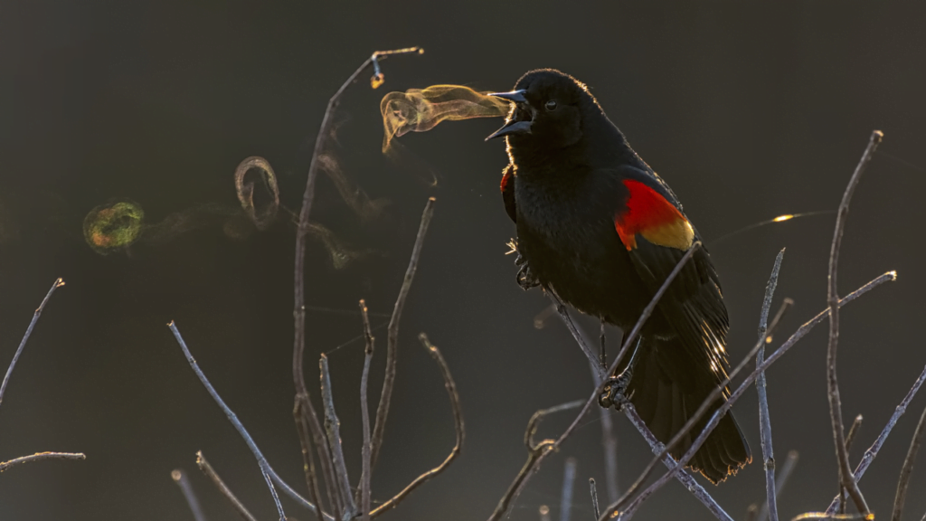 A red-wing blackbird's song appears as a series of ghostly vortex rings A red-wing blackbird's song appears as a series of ghostly vortex rings