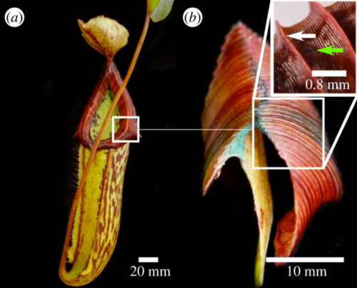 Sliding Down a Pitcher Plant