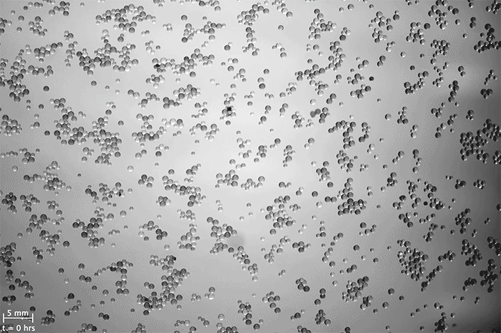 Self-Assembly Under Stratification