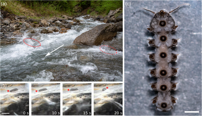 Composite image showing the underside of the midge and its typical Alpine habitat. Composite image showing the underside of the midge and its typical Alpine habitat.