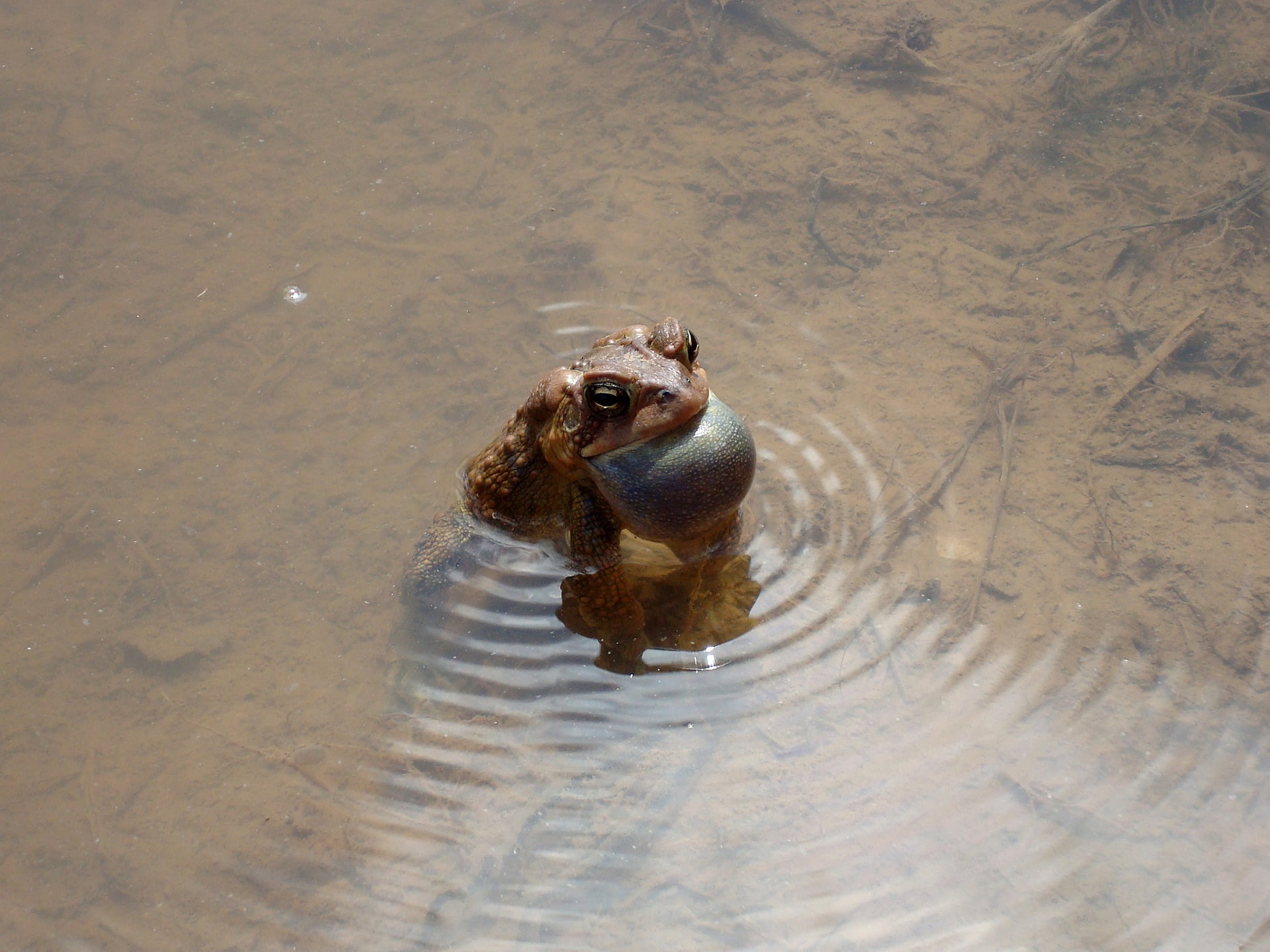 An American toad singing creates ripples with its vibration.