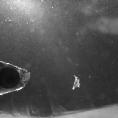 Despite its small size, the guppy larvae is a far more successful feeder. Despite its small size, the guppy larvae is a far more successful feeder.