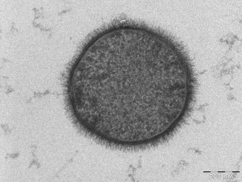Cross-section of a Bacillus subtilis bacterium. These rod-shaped, cilia-covered bacteria were used in the experiments. Cross-section of a Bacillus subtilis bacterium. These rod-shaped, cilia-covered bacteria were used in the experiments.