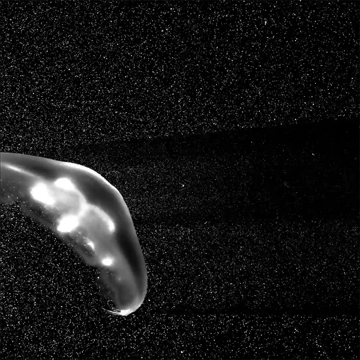 Jellyfish Make Their Own Walls