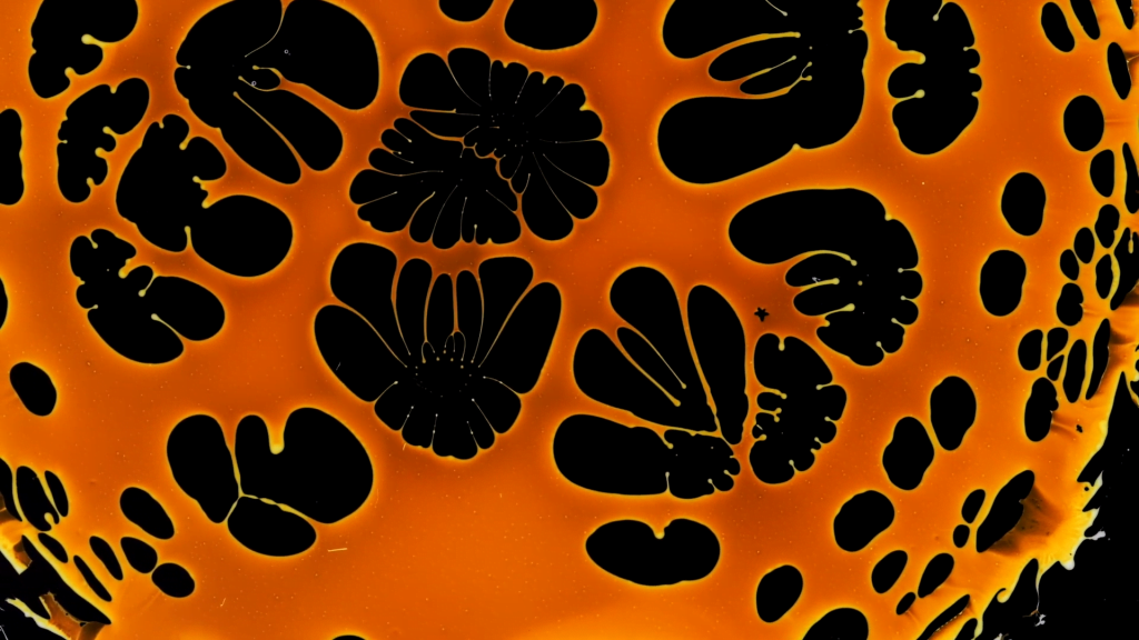 From "Radiolarians" by Roman De Giuli. From "Radiolarians" by Roman De Giuli.