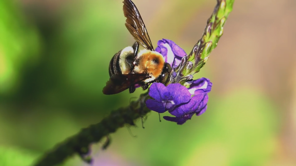 Altogether, the robot weighs about the same as a large bumblebee. Altogether, the robot weighs about the same as a large bumblebee.