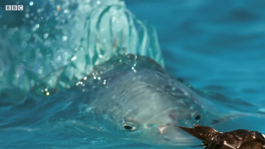 Look out, fledgling! Look out, fledgling!