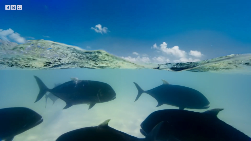 Giant trevally fish lurking in search of a meal. Giant trevally fish lurking in search of a meal.