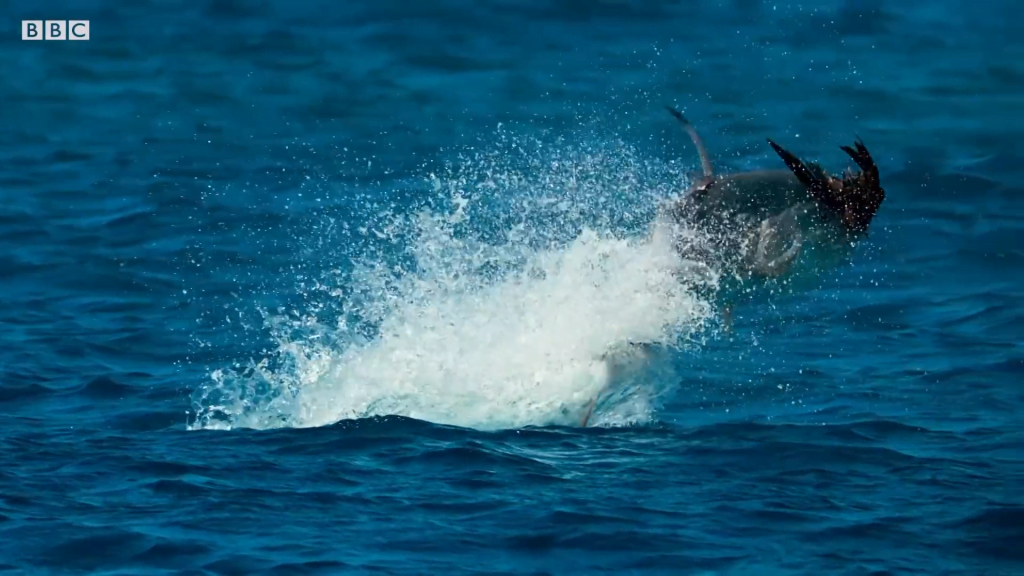 Bird down! Bird down!