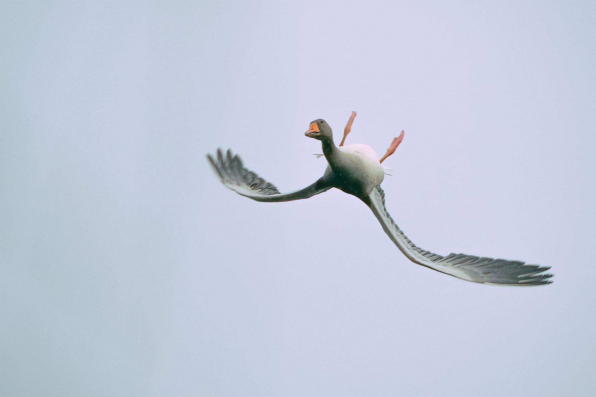 A goose flying upside down with its head turned 180 degrees, otherwise known as whiffling.