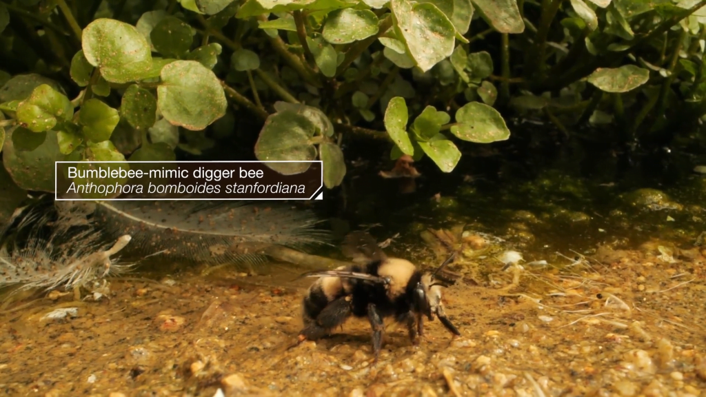 This bumblebee-mimic digger bee lives at beach. This bumblebee-mimic digger bee lives at beach.