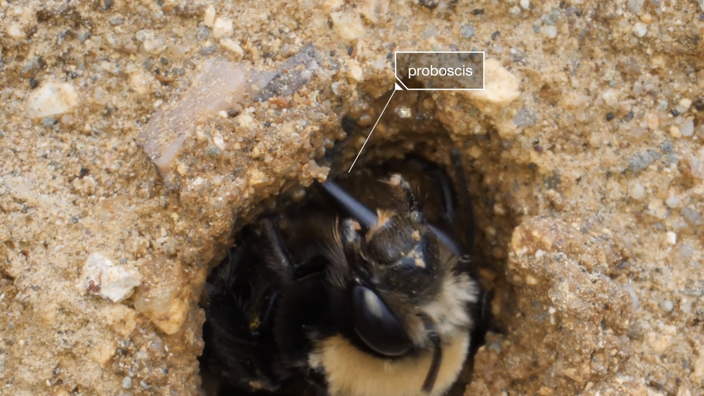 She collects water and sprays it onto sand to dig out and shape her nest. She collects water and sprays it onto sand to dig out and shape her nest.