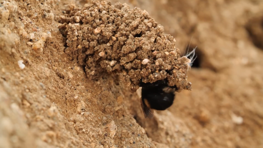 This elaborate turret will eventually help her fill in the nest to protect the eggs hidden there. This elaborate turret will eventually help her fill in the nest to protect the eggs hidden there.