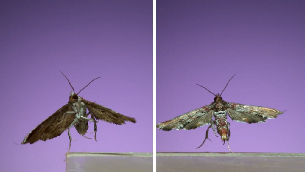 Dark marathyssa - Marathyssa inficita Dark marathyssa - Marathyssa inficita