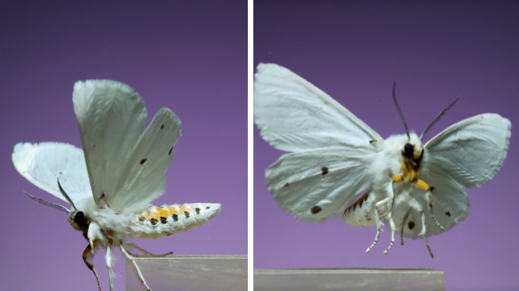 Virginian tiger moth - Spilpsoma virginica Virginian tiger moth - Spilpsoma virginica