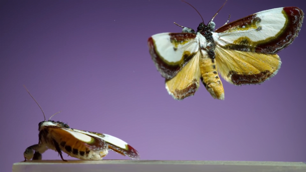 Beautiful wood-nymph - Eudryas grata Beautiful wood-nymph - Eudryas grata