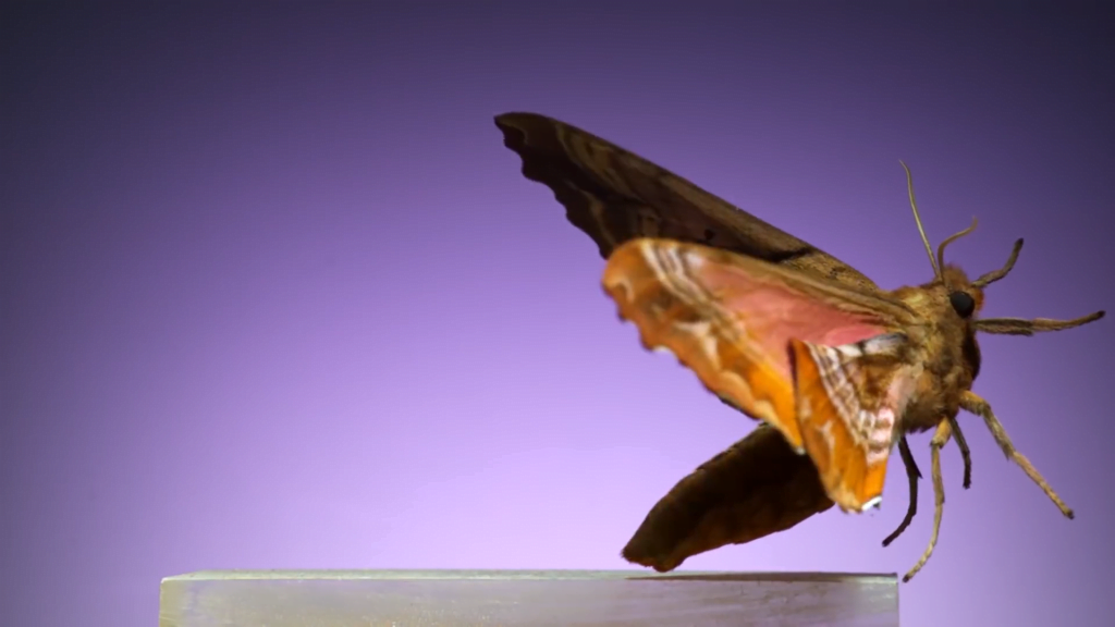 Blinded sphinx - Paonias exaecata Blinded sphinx - Paonias exaecata