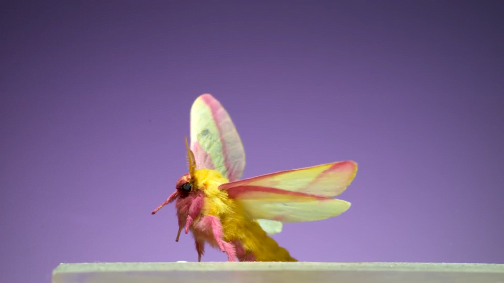 Rosy maple moth - Dryocampa rubicunda Rosy maple moth - Dryocampa rubicunda