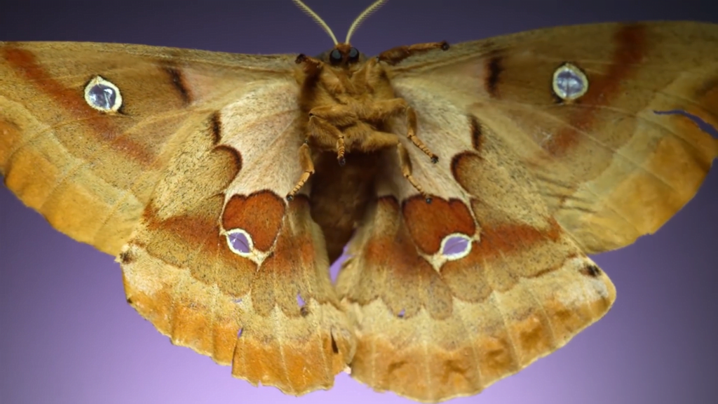 Polyphemus moth - Antheraea polyphemus Polyphemus moth - Antheraea polyphemus