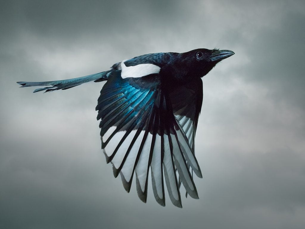 Magpie. Photo by Mark Harvey. Magpie. Photo by Mark Harvey.