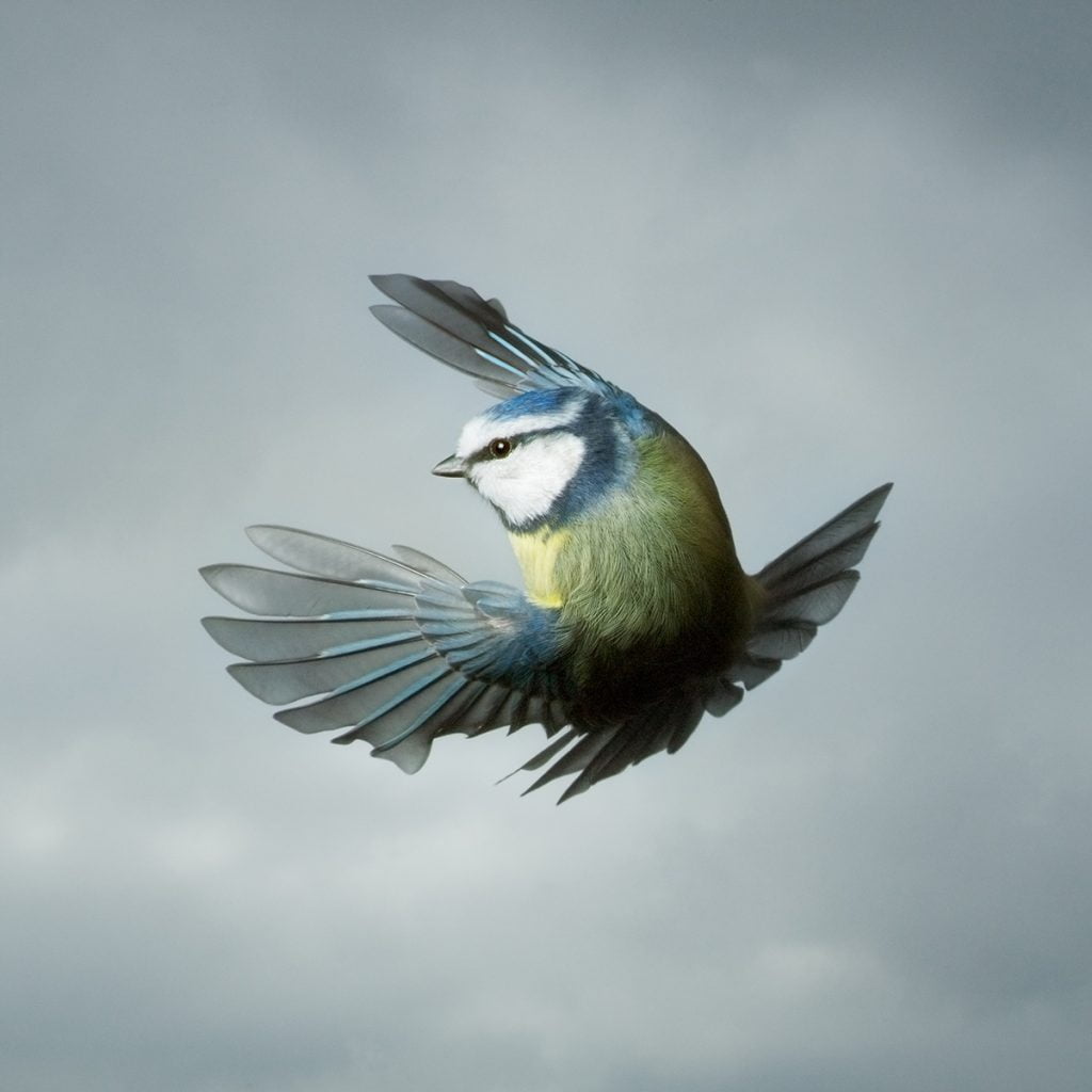 Blue tit. Photo by Mark Harvey. Blue tit. Photo by Mark Harvey.