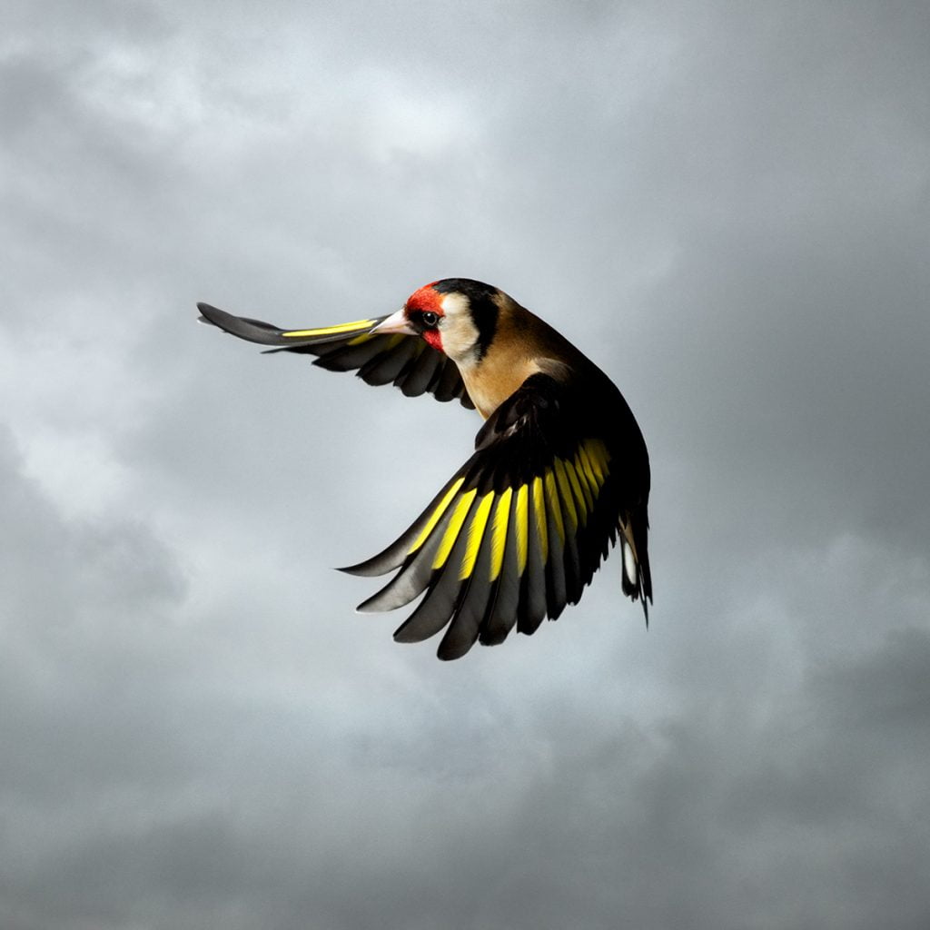 Goldfinch. Photo by Mark Harvey. Goldfinch. Photo by Mark Harvey.