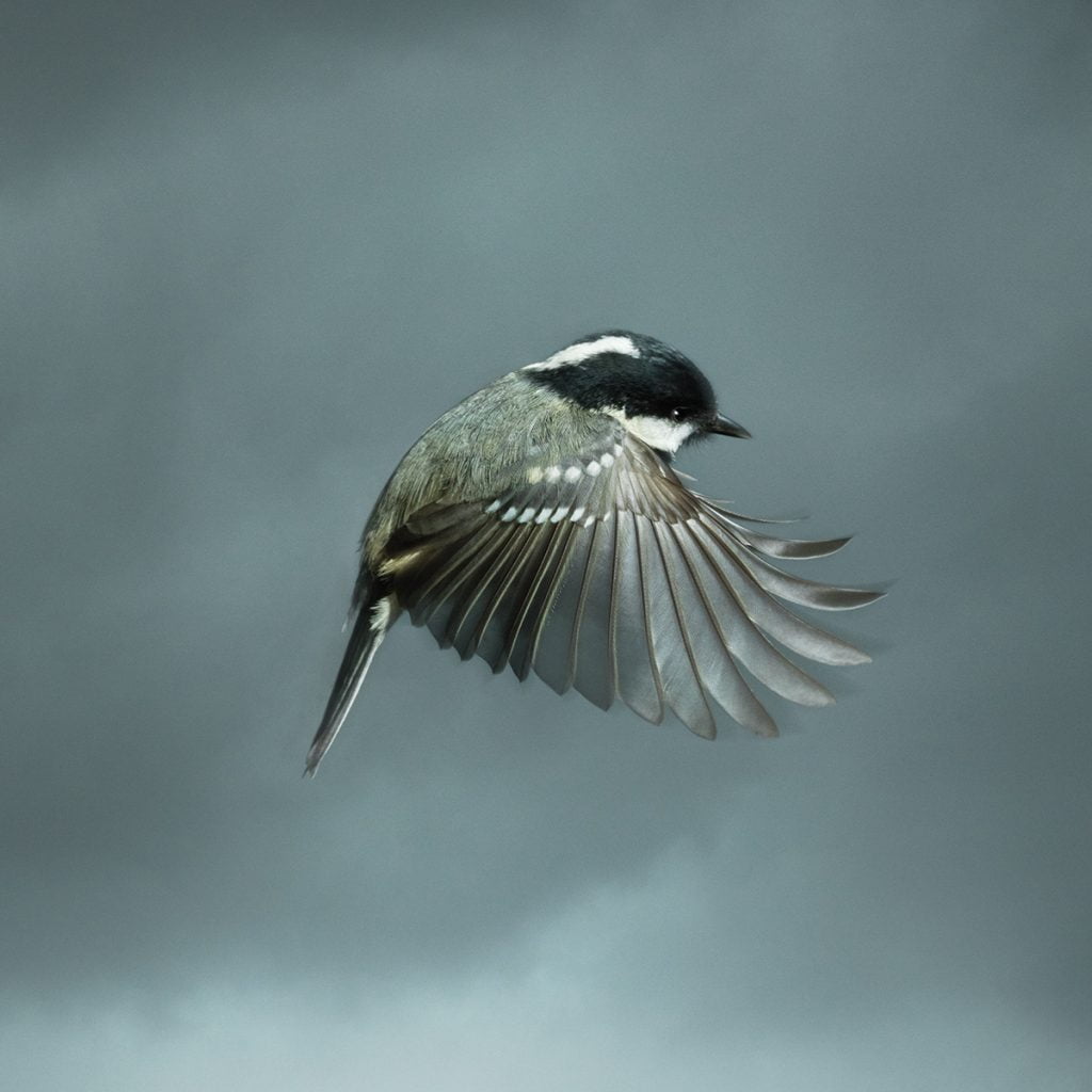Coal tit. Photo by Mark Harvey. Coal tit. Photo by Mark Harvey.