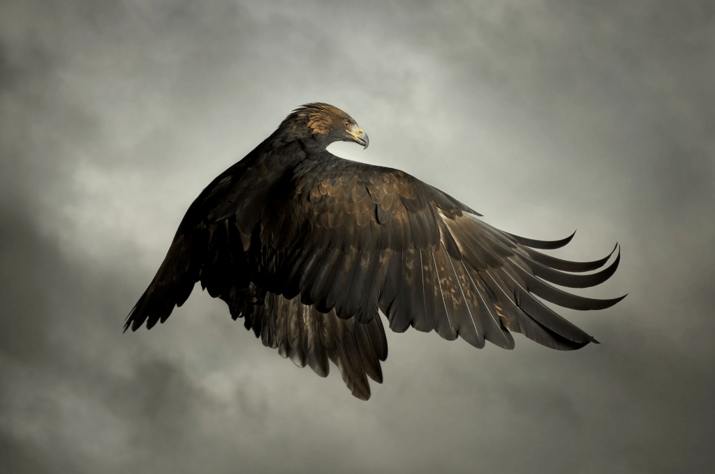 "Golden Eagle" by Mark Harvey. "Golden Eagle" by Mark Harvey.