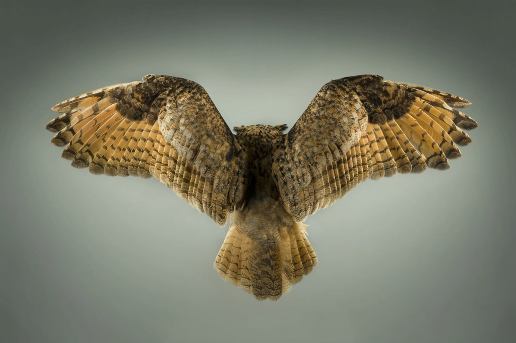 "Eagle Owl" by Mark Harvey. "Eagle Owl" by Mark Harvey.