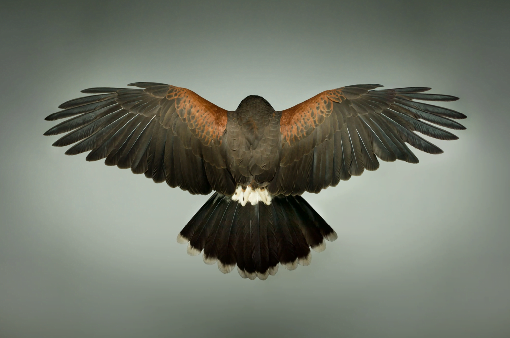 "Harris Hawk" by Mark Harvey. "Harris Hawk" by Mark Harvey.
