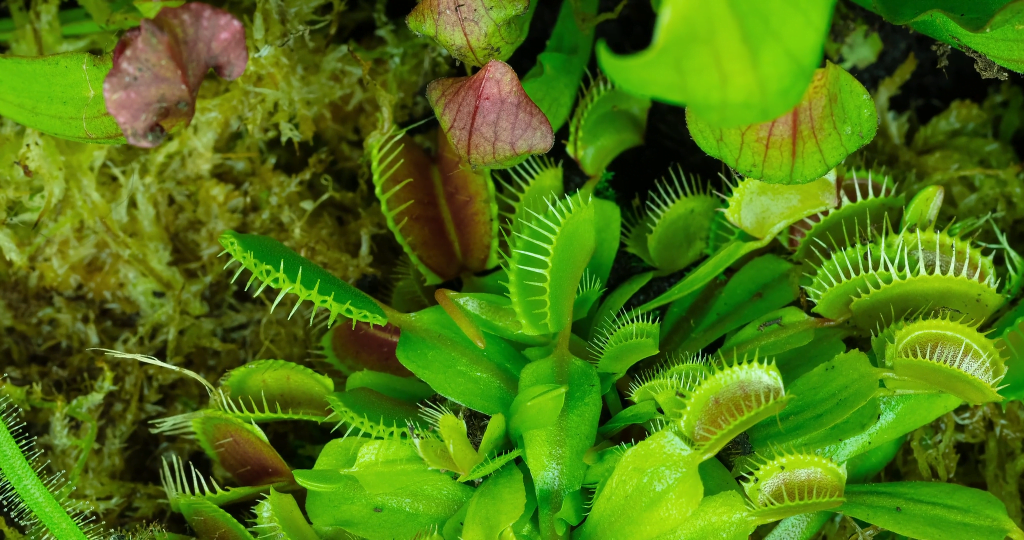 Carnivorous plants rely on fluid dynamics to power their hunting, both to attract prey and to capture them.