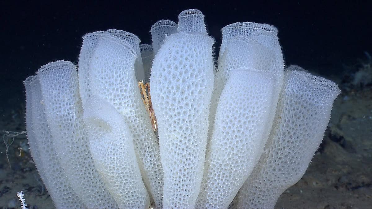 Filtering by Sea Sponge
